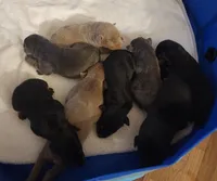 BLUE Female #1, a female Doberman Pinscher for sale in Dallas, TX – Photo 5 of 8