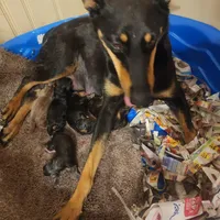 BLUE Female #1, a female Doberman Pinscher for sale in Dallas, TX – Photo 8 of 8