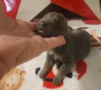 BLUE Female #1, a female Doberman Pinscher for sale in Dallas, TX – Photo 7 of 8