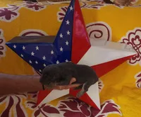 BLUE Female #1, a female Doberman Pinscher for sale in Dallas, TX – Photo 3 of 8