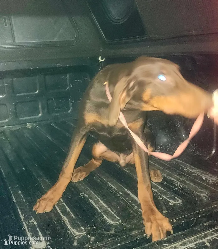 Red Male – Doberman Pinscher puppy for sale in Dallas, TX