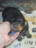 Blue Collar Male, a male Doberman Pinscher for sale in Dallas, TX – 5 of 9