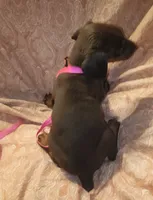Mahogany Female , a female Doberman Pinscher for sale in Dallas, TX – 3 of 5