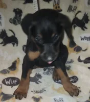 Green Collar Female, a female Doberman Pinscher for sale in Dallas, TX – 8 of 10