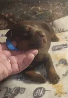 Lt Blue Collar MALE, a male Doberman Pinscher for sale in Dallas, TX – 3 of 8