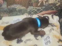 Lt Blue Collar MALE, a male Doberman Pinscher for sale in Dallas, TX – 5 of 8