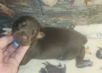 Lt Blue Collar MALE, a male Doberman Pinscher for sale in Dallas, TX – 4 of 8