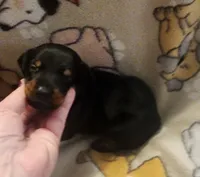 Lt PINK Collar Female, a female Doberman Pinscher for sale in Dallas, TX – 4 of 9