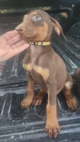 Red Male, a male Doberman Pinscher for sale in Dallas, TX – 3 of 5