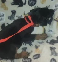 Red Collar Female, a female Doberman Pinscher for sale in Dallas, TX – 5 of 9