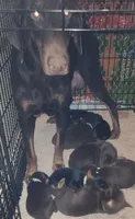 Lilac Collar Chocolate Female, a female Doberman Pinscher for sale in Dallas, TX – Photo 7 of 9