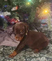 Lilac Collar Chocolate Female, a female Doberman Pinscher for sale in Dallas, TX – Photo 4 of 9