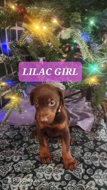 Lilac Collar Chocolate Female