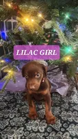Lilac Collar Chocolate Female, a female Doberman Pinscher for sale in Dallas, TX – Photo 1 of 9