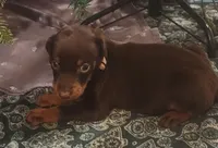 Lilac Collar Chocolate Female, a female Doberman Pinscher for sale in Dallas, TX – Photo 2 of 9