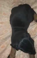 Black w Mahogany MALE, a male Doberman Pinscher for sale in Dallas, TX – 2 of 6