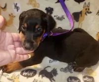 PLUM Collar (Black) Female , a female Doberman Pinscher for sale in Dallas, TX – 4 of 7