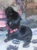 Red Collar Female, a female Doberman Pinscher for sale in Dallas, TX – 3 of 8