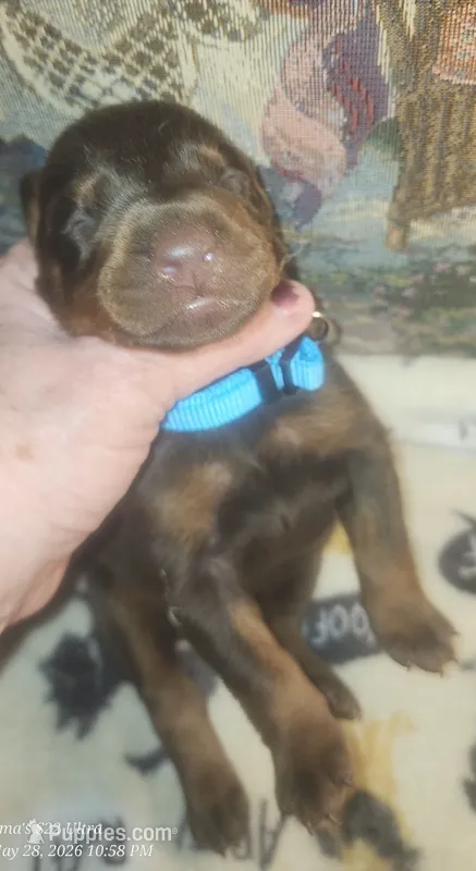 Lt Blue Collar MALE – Doberman Pinscher puppy for sale in Dallas, TX