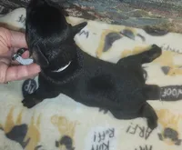 Grey Collar Male, a male Doberman Pinscher for sale in Dallas, TX – 4 of 8