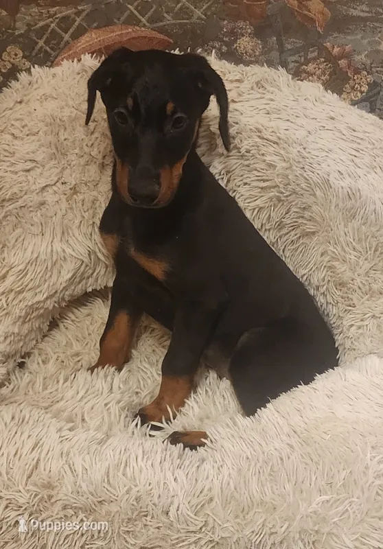 Black Female – Doberman Pinscher puppy for sale in Dallas, TX