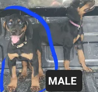 Black w Tan MALE, a male Doberman Pinscher for sale in Dallas, TX – 1 of 2