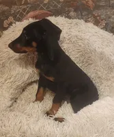 Black Female, a female Doberman Pinscher for sale in Dallas, TX – 6 of 9