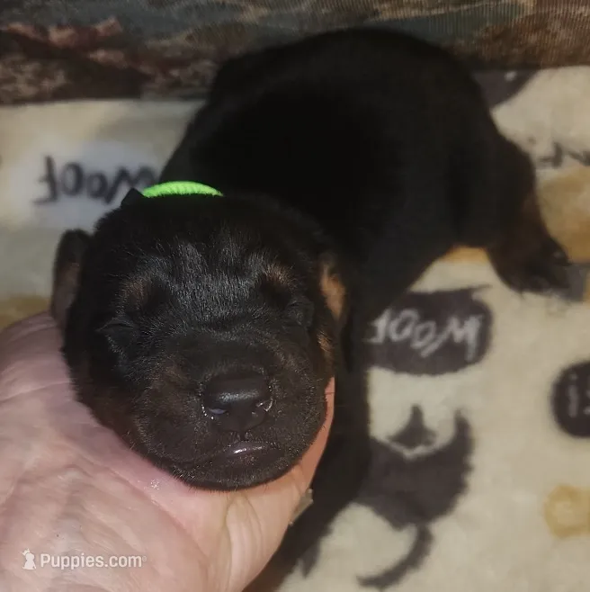 Lime Green Collar Female – Doberman Pinscher puppy for sale in Dallas, TX