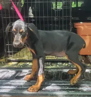 Black w Mahogany Female, a female Doberman Pinscher for sale in Dallas, TX – Photo 2 of 10