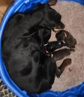 Black w Mahogany Female, a female Doberman Pinscher for sale in Dallas, TX – Photo 9 of 10