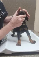 Black w Mahogany Female, a female Doberman Pinscher for sale in Dallas, TX – Photo 8 of 10