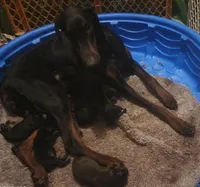 Black w Mahogany Female, a female Doberman Pinscher for sale in Dallas, TX – Photo 7 of 10