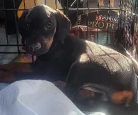 Black w Mahogany Female, a female Doberman Pinscher for sale in Dallas, TX – Photo 3 of 10