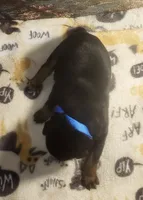 Blue Collar Male, a male Doberman Pinscher for sale in Dallas, TX – 2 of 9