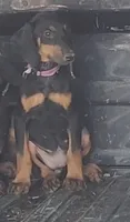 Black and Tan Female , a female Doberman Pinscher for sale in Dallas, TX – 1 of 5