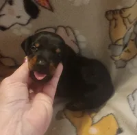 Lt PINK Collar Female, a female Doberman Pinscher for sale in Dallas, TX – 5 of 9
