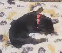 Red Collar Female, a female Doberman Pinscher for sale in Dallas, TX – 4 of 8