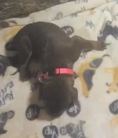 Pink Collar Female, a female Doberman Pinscher for sale in Dallas, TX – 5 of 9