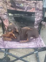 Mahogany/Red Female , a female Doberman Pinscher for sale in Dallas, TX – 2 of 4