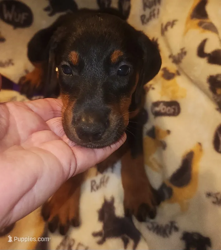 PLUM Collar (Black) Female  – Doberman Pinscher puppy for sale in Dallas, TX