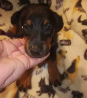 PLUM Collar (Black) Female , a female Doberman Pinscher for sale in Dallas, TX – 1 of 7