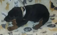 Grey Collar Male, a male Doberman Pinscher for sale in Dallas, TX – 2 of 9