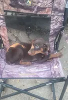 Mahogany Female , a male Doberman Pinscher for sale in Dallas, TX – 3 of 5