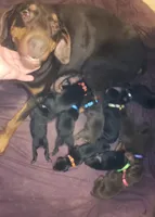 Orange Collar Female, a female Doberman Pinscher for sale in Dallas, TX – 6 of 9