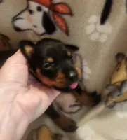 Lt PINK Collar Female, a female Doberman Pinscher for sale in Dallas, TX – 3 of 9