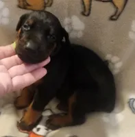 Lime Green Collar MALE, a female Doberman Pinscher for sale in Dallas, TX – 2 of 9