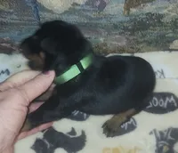 Green Collar Female, a female Doberman Pinscher for sale in Dallas, TX – 4 of 8