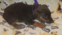 Yellow COLLAR MALE, a male Doberman Pinscher for sale in Dallas, TX – 3 of 8