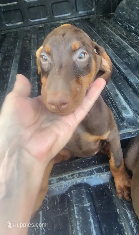 Pink Collar Female – Doberman Pinscher puppy for sale in Dallas, TX