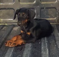 White Collar Male, a male Doberman Pinscher for sale in Dallas, TX – 3 of 5